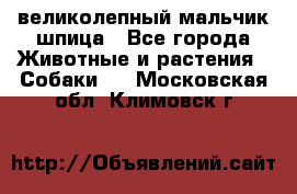 великолепный мальчик шпица - Все города Животные и растения » Собаки   . Московская обл.,Климовск г.